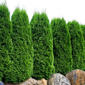 'Emerald' - Arborvitae 'Emerald' - Arborvitae