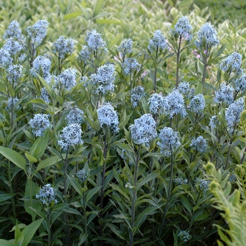 Amsonia tabernaemontana - Blue Star Flower Amsonia tabernaemontana - Blue Star Flower