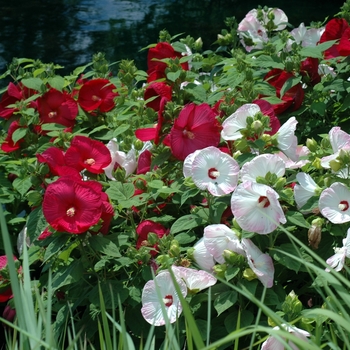 pink or white or red - Hibiscus 'Disco Belle' pink or white or red - Hibiscus 'Disco Belle'