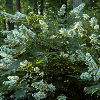 'Alice' Oakleaf - Hydrangea 'Alice' Oakleaf - Hydrangea