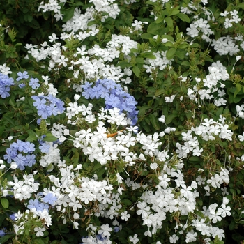 Blue - Plumbago Blue - Plumbago