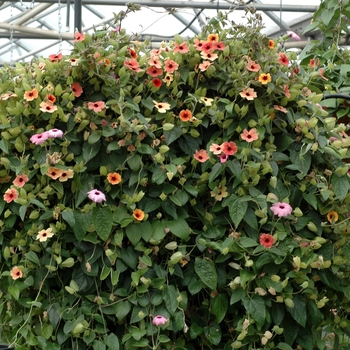 Thunbergia alata - Black-eyed Susan Vine Thunbergia alata - Black-eyed Susan Vine