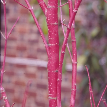 Acer palmatum - 'Sango kaku' Japanese Maple