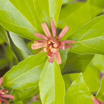 Calycanthus floridus - Sweet Shrub Calycanthus floridus - Sweet Shrub