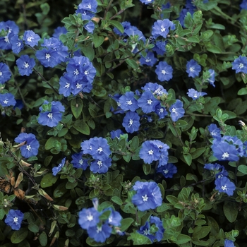  - Blue Daze