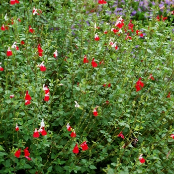'Hot Lips' - Salvia 'Hot Lips' - Salvia