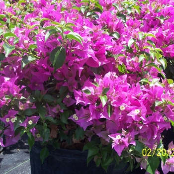 Asst. Colors - Bougainvillea Asst. Colors - Bougainvillea