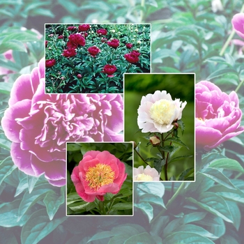 Multiple Varieties - Peony Multiple Varieties - Peony