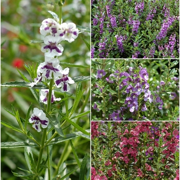 assorted varieties - Angelonia assorted varieties - Angelonia