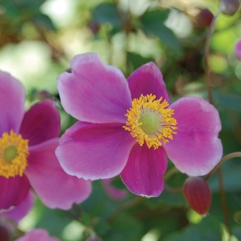 'September Charm' - Japanese Anemone 'September Charm' - Japanese Anemone