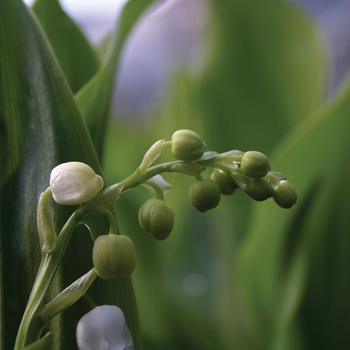 Convallaria majalis - Lily of the Valley Convallaria majalis - Lily of the Valley