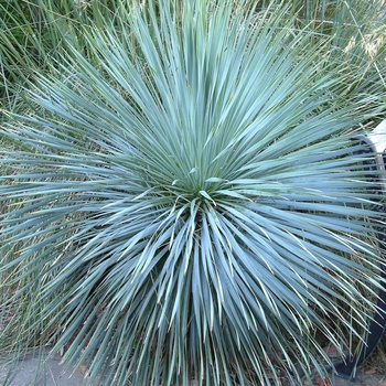 Yucca rostrata - ''Sapphire Skies'' Beaked Blue Yucca