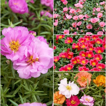 Asst. Colors Hanging Basket - Portulaca Asst. Colors Hanging Basket - Portulaca