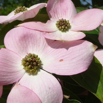 'Stellar Pink' - Dogwood 'Stellar Pink' - Dogwood