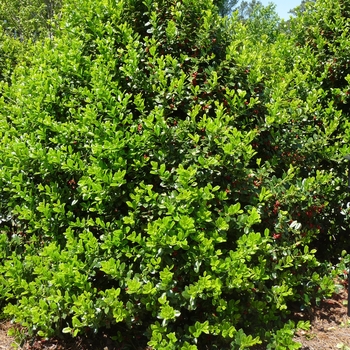 Ilex cornuta - 'Dwarf Burford' Chinese Holly