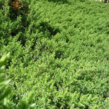 'Blue Pacific' - Juniper 'Blue Pacific' - Juniper