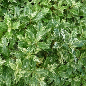 Gold Dust Holly - Osmanthus Goshiki Gold Dust Holly - Osmanthus Goshiki