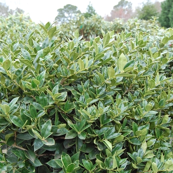 'Carissa' - Holly 'Carissa' - Holly