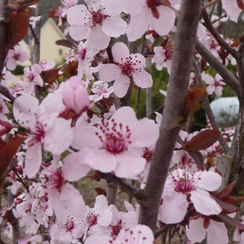 'Krauter Vesuvius' - Purple Leaf Plum 'Krauter Vesuvius' - Purple Leaf Plum