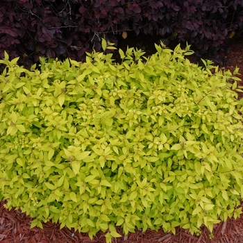 'Goldmound' - Spirea 'Goldmound' - Spirea