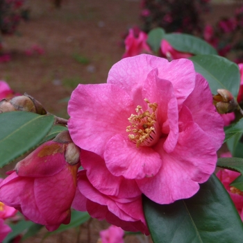 'Kanjiro' - Camellia 'Kanjiro' - Camellia