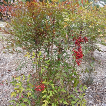 'Compacta' - Nandina 'Compacta' - Nandina