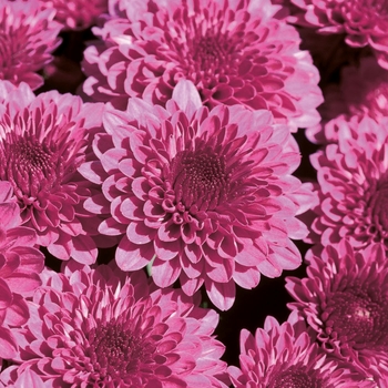 Cheryl Regal Purple - Garden Mum Cheryl Regal Purple - Garden Mum