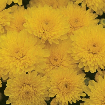 Cheryl Sparkling Yellow - Garden Mum Cheryl Sparkling Yellow - Garden Mum