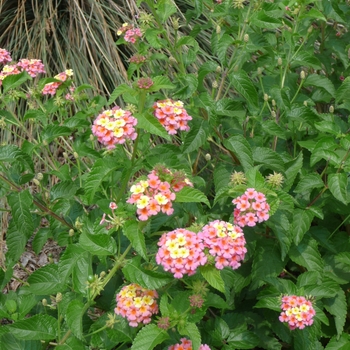 Lantana camara - Lantana Ham and Eggs Lantana camara - Lantana Ham and Eggs