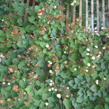 'Moonlight' - Japanese Hydrangea Vine 'Moonlight' - Japanese Hydrangea Vine