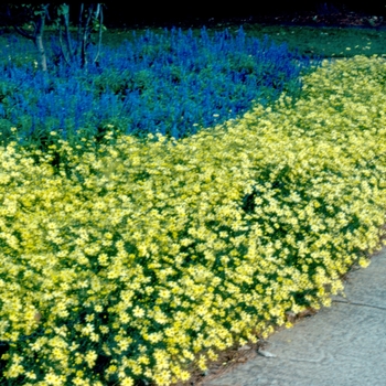 'Moonbeam' - Coreopsis 'Moonbeam' - Coreopsis