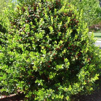 Ilex cornuta - 'Needlepoint' Chinese Holly