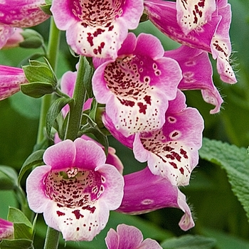  - Foxglove