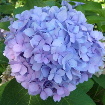 'Penny Mac' - Hydrangea 'Penny Mac' - Hydrangea