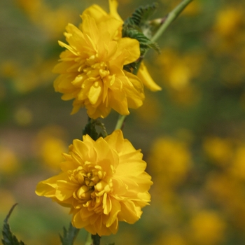 'Pleniflora' - Kerria 'Pleniflora' - Kerria