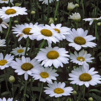 Leucanthemum x superbum - Shasta Daisy 'Becky' Leucanthemum x superbum - Shasta Daisy 'Becky'