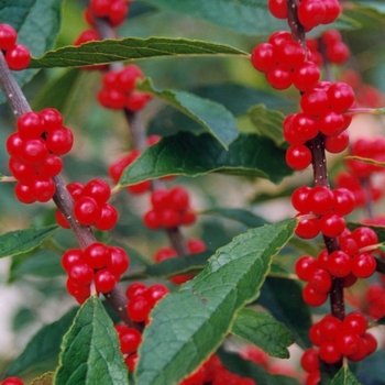Ilex verticillata - 'Winter Red' Winterberry