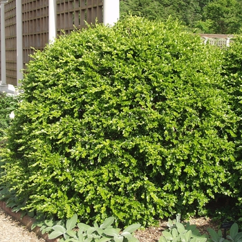 Buxus microphylla japonica - Boxwood