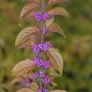 'Early Amethyst' - Beautyberry 'Early Amethyst' - Beautyberry