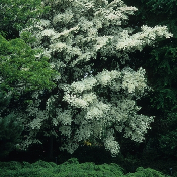 'National' - Kousa Dogwood 'National' - Kousa Dogwood