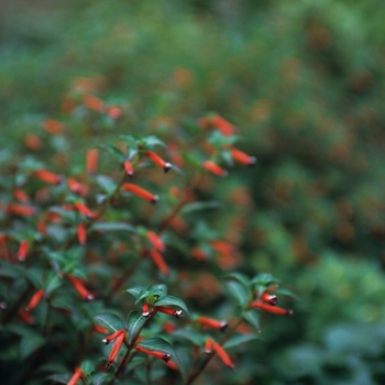 Cuphea - Firecracker Plant Cuphea - Firecracker Plant