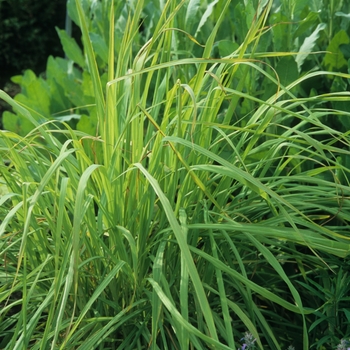  - Lemon Grass