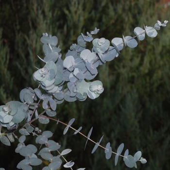 'Silver Dollar' - Eucalyptus 'Silver Dollar' - Eucalyptus