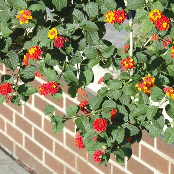 'Miss Huff' - Lantana 'Miss Huff' - Lantana