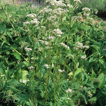 Multiple Varieties - Sage