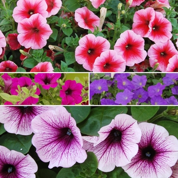 Asst. Colors Hanging Basket - Petunia Trailing Asst. Colors Hanging Basket - Petunia Trailing