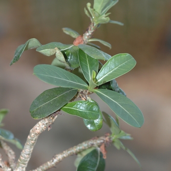 Adenium obesum - Desert Rose Adenium obesum - Desert Rose