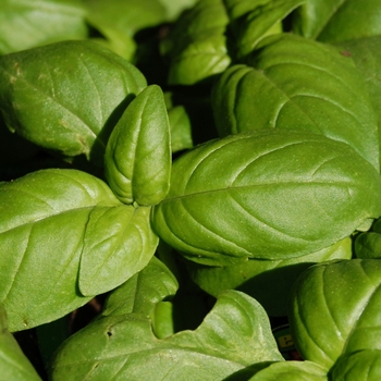 - Sweet Basil