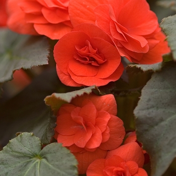 Assorted Colors - Begonia Solenia® Assorted Colors - Begonia Solenia®