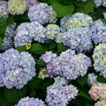 'Endless Summer' - Hydrangea Endless Summer Series 'Endless Summer' - Hydrangea Endless Summer Series
